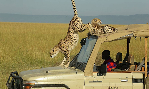 2-days-masai-mara-safaris