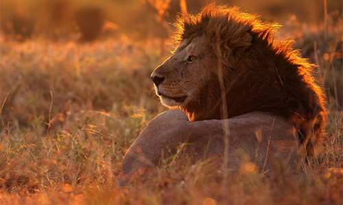 3-days-masai-mara-safaris