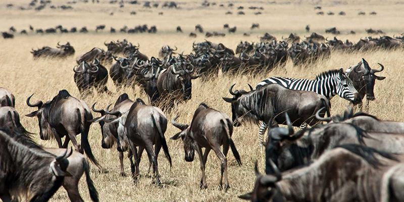 4-days-great-masai-mara-luxury-migration-safari-2